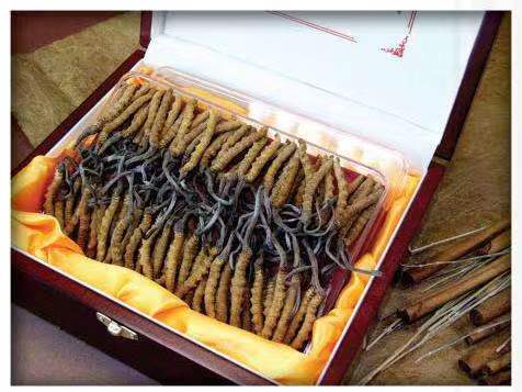 神湾镇冬虫夏草回收